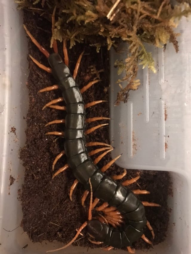 ラオス ムカデ