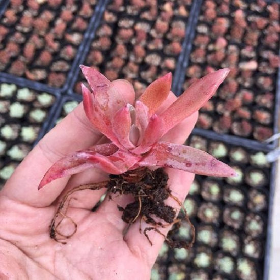 ダドレア 御剣 (Dudleya caespitosa)