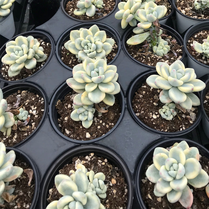 セダム・クラバツム Sedum clavatum var.