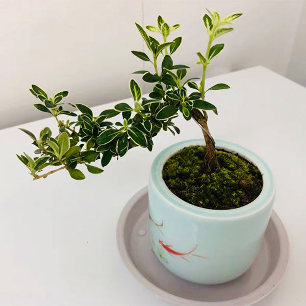 ハクチョウゲ 盆栽