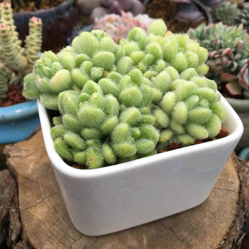 モシニアナム/カシミアヒントニー( Sedum hintonii )