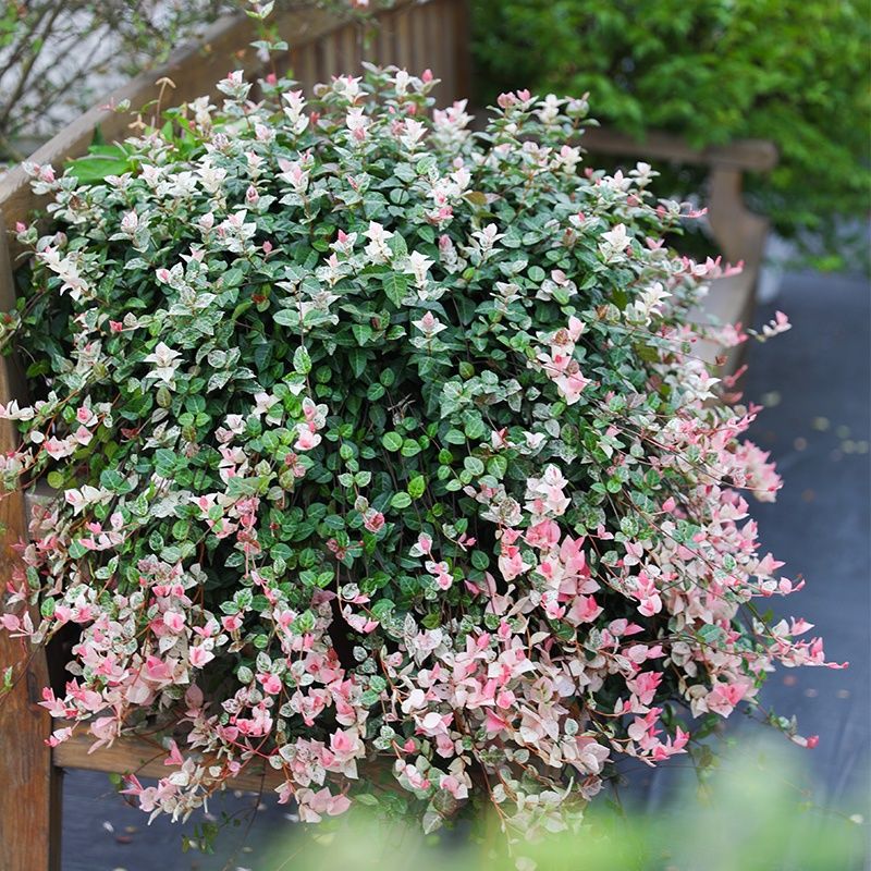 ハツユキカズラ(初雪カズラ) ( Trachelospermum tricolor )