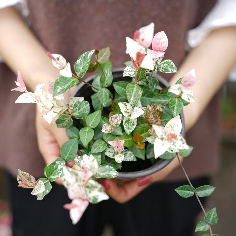 ハツユキカズラ(初雪カズラ) ( Trachelospermum tricolor )