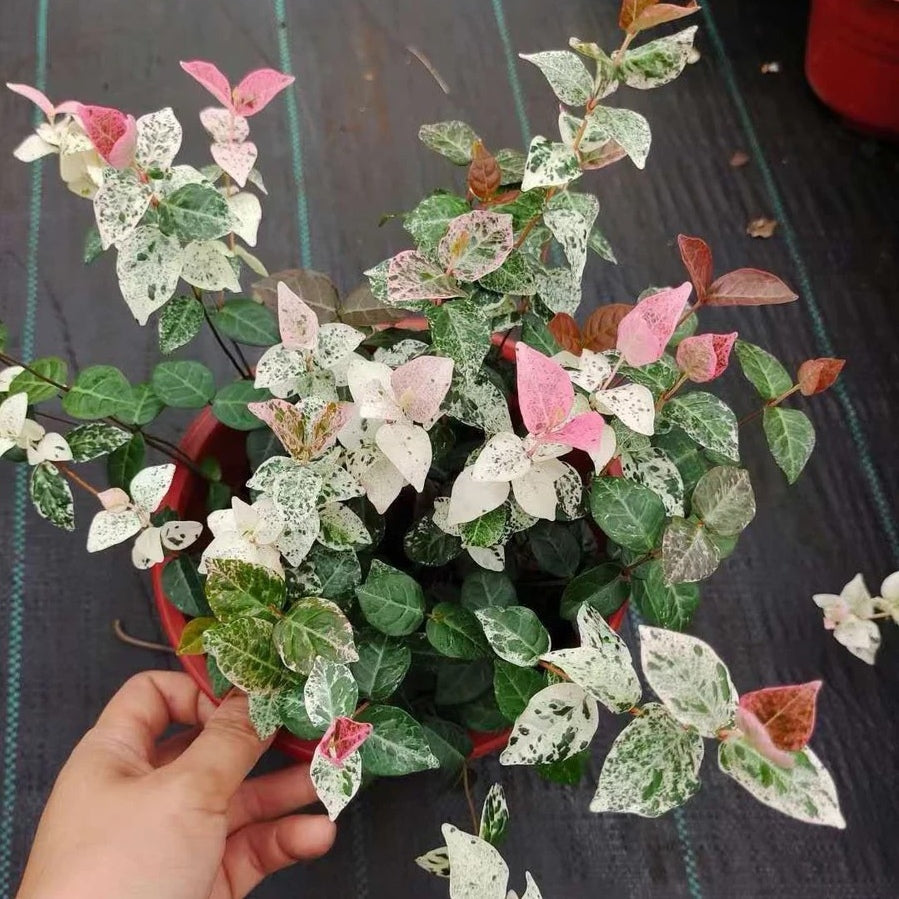 ハツユキカズラ(初雪カズラ) ( Trachelospermum tricolor )