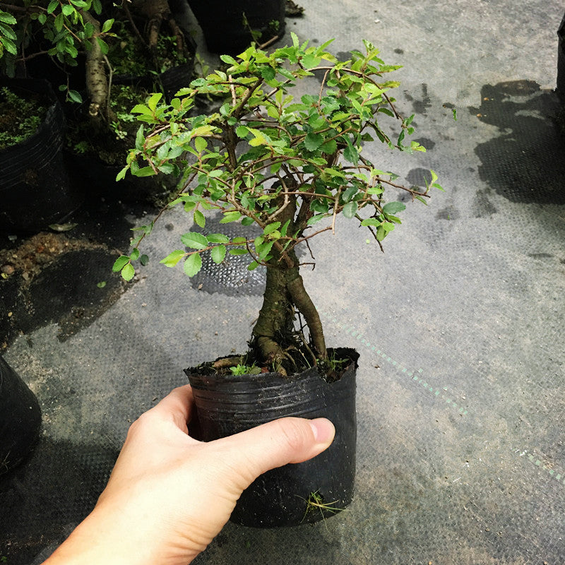 ニレケヤキ ミニ盆栽 Ulmus Pumila Bonsai ( Ulmus pumila L. )