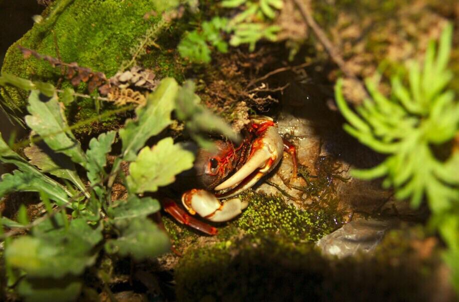 シンセンウォリアクラブ