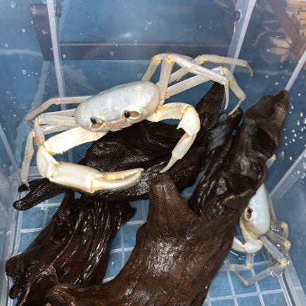 ホワイトライティングカニ