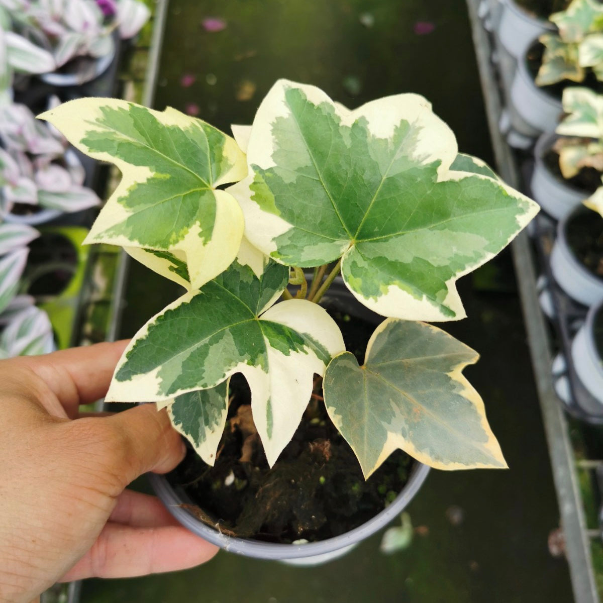 ファツヘデラ( x Fatshedera lizei ' Angyo Star ')