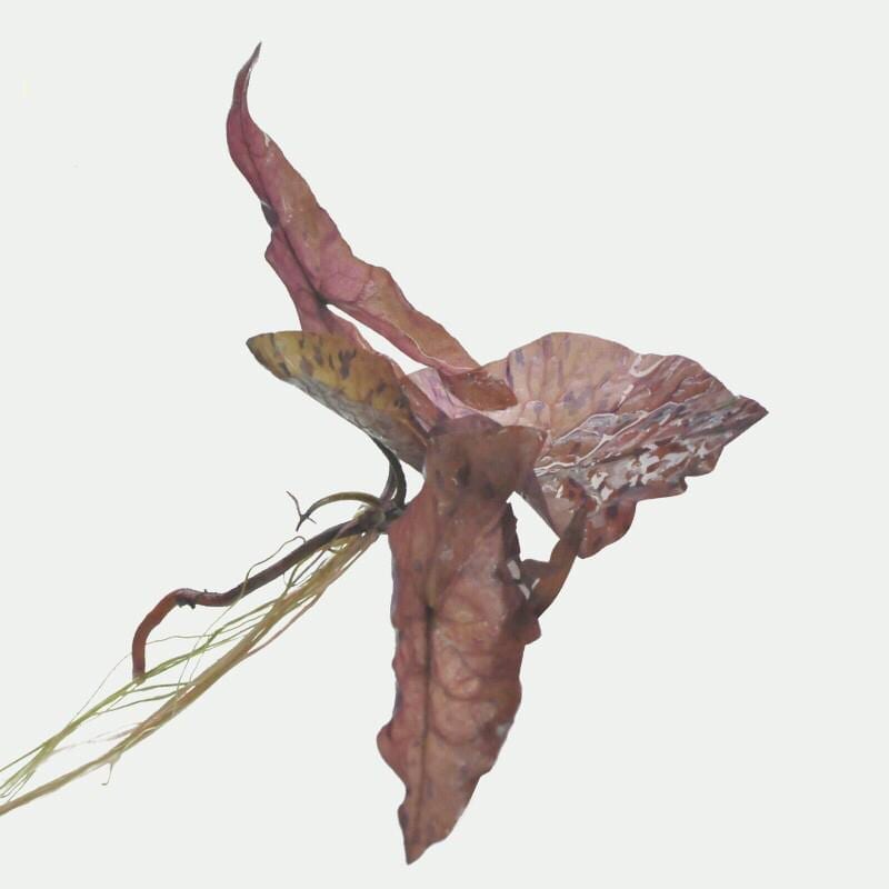 タイガーロータスレッド(Nymphaea zenkeri）