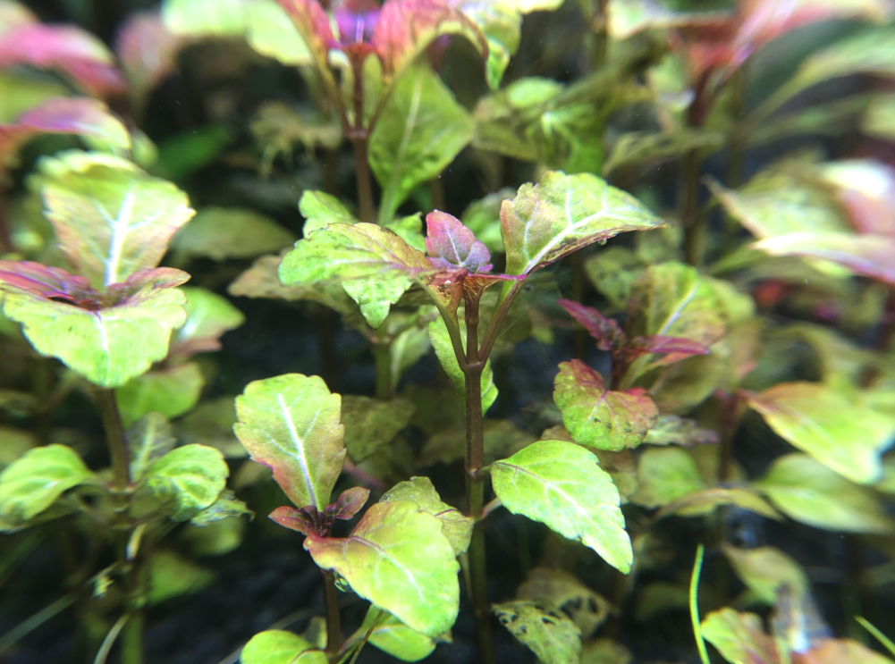 ヘミグラフィス ( Hyptis lorentziana )