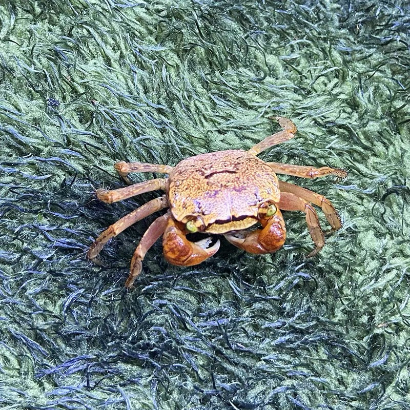 インドネシアアップルクラブ　Red Apple Crab ( Metasesarma aubryi )