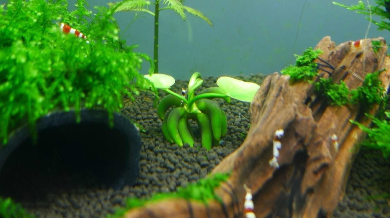 バナナプラント (Nymphoides aquatica)