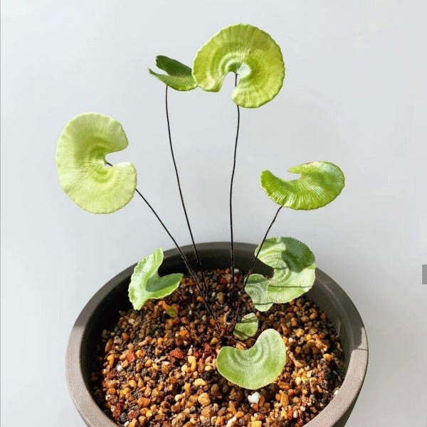 荷葉鐵線蕨 ( Adiantum reniforme )