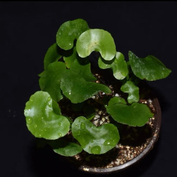 荷葉鐵線蕨 ( Adiantum reniforme )