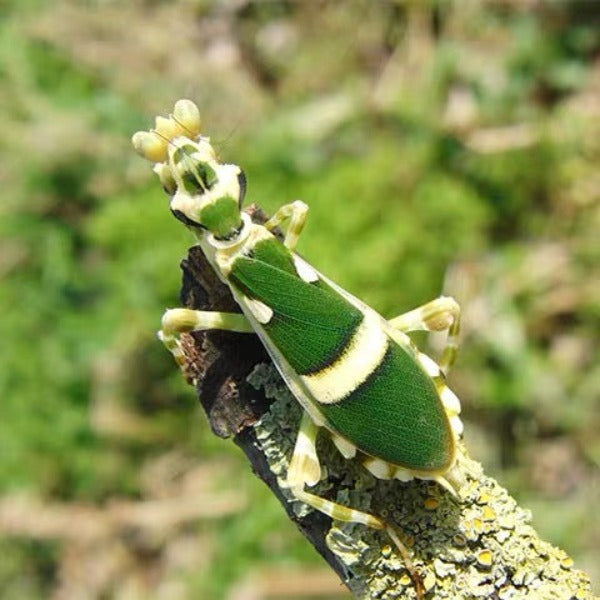 弧紋螳螂 Banded Flower Mantis ( Theopropus sinecus )