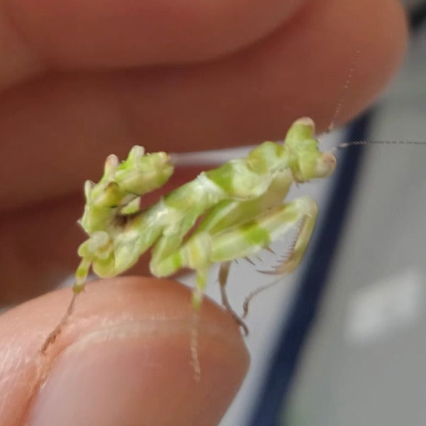 弧紋螳螂 Banded Flower Mantis ( Theopropus sinecus )