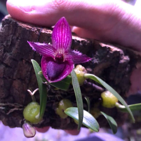 石豆蘭 ( Bulbophyllum Thouars )