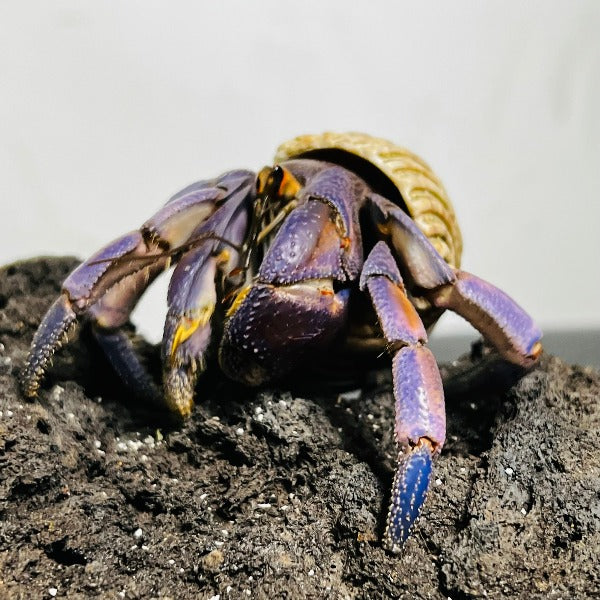 ムラサキオカヤドカリ Japanese Blueberry Hermit Crab – GreenYa