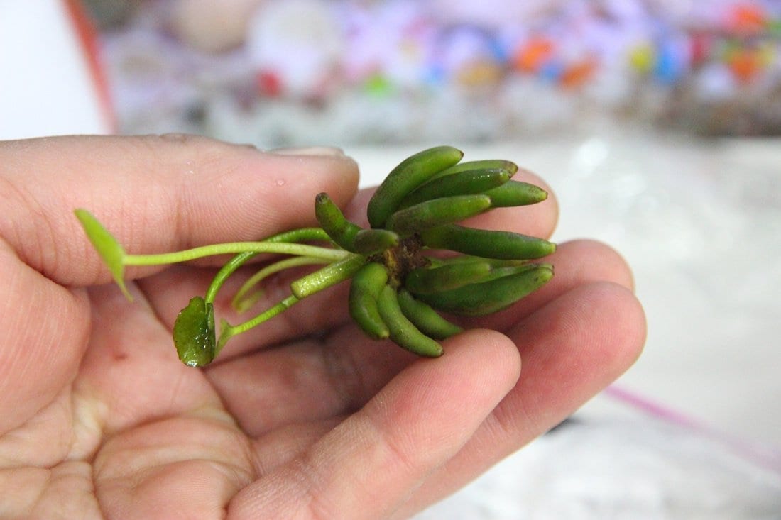バナナプラント (Nymphoides aquatica)
