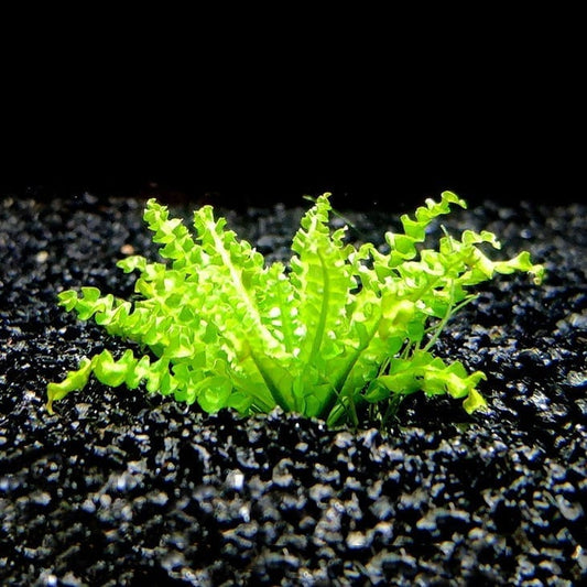 ポゴステモン・へェルフェリー( Pogostemon helferi )