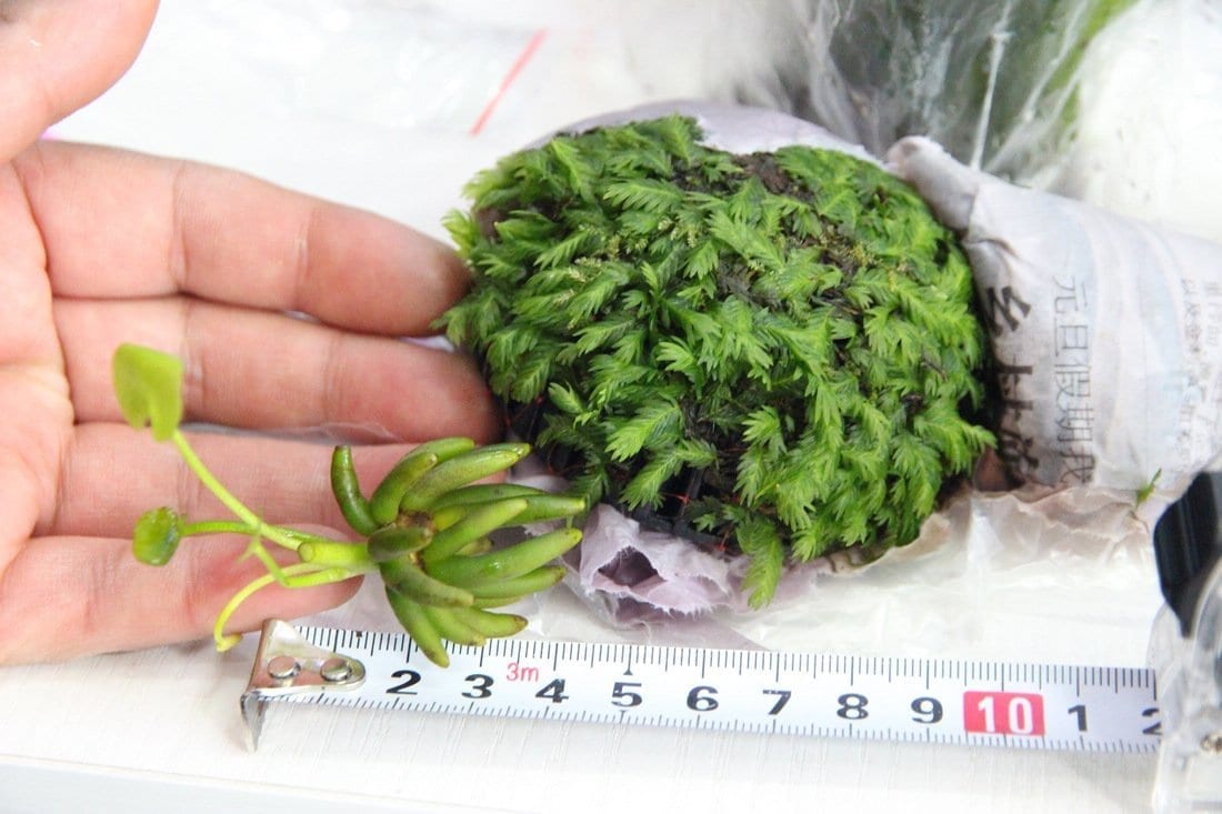 バナナプラント (Nymphoides aquatica)