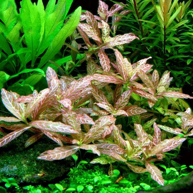 ハイグロフィラ・ポリスペルマ (Hygrophila polysperma)