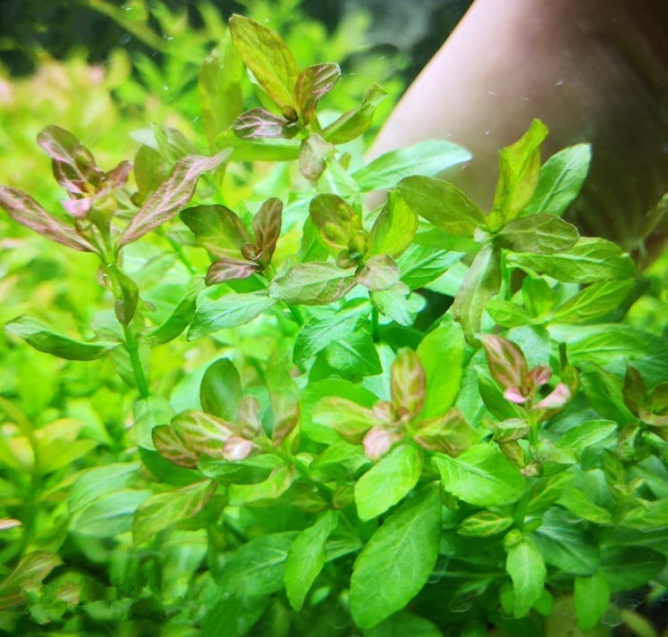 ハイグロフィラ・ポリスペルマ (Hygrophila polysperma)
