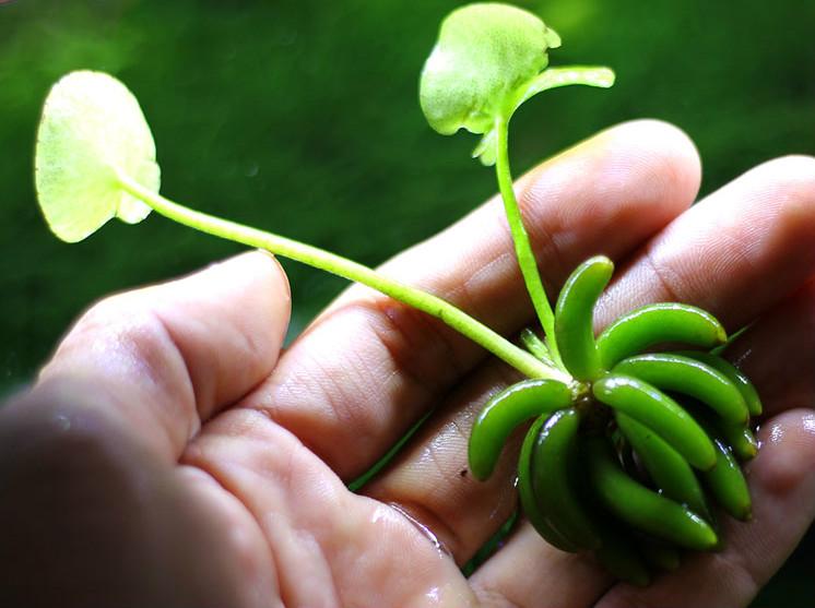 バナナプラント (Nymphoides aquatica)