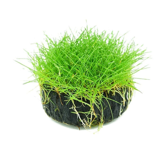 ヘアーグラス  ( Eleocharis ’parvula' Sp. )