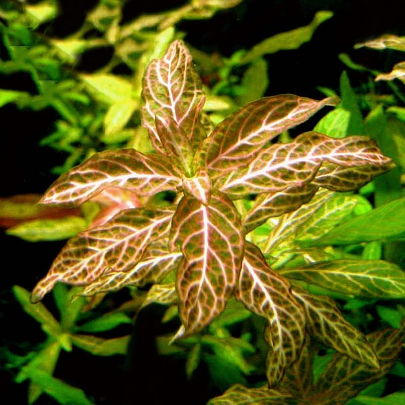 ハイグロフィラ・ポリスペルマ (Hygrophila polysperma)