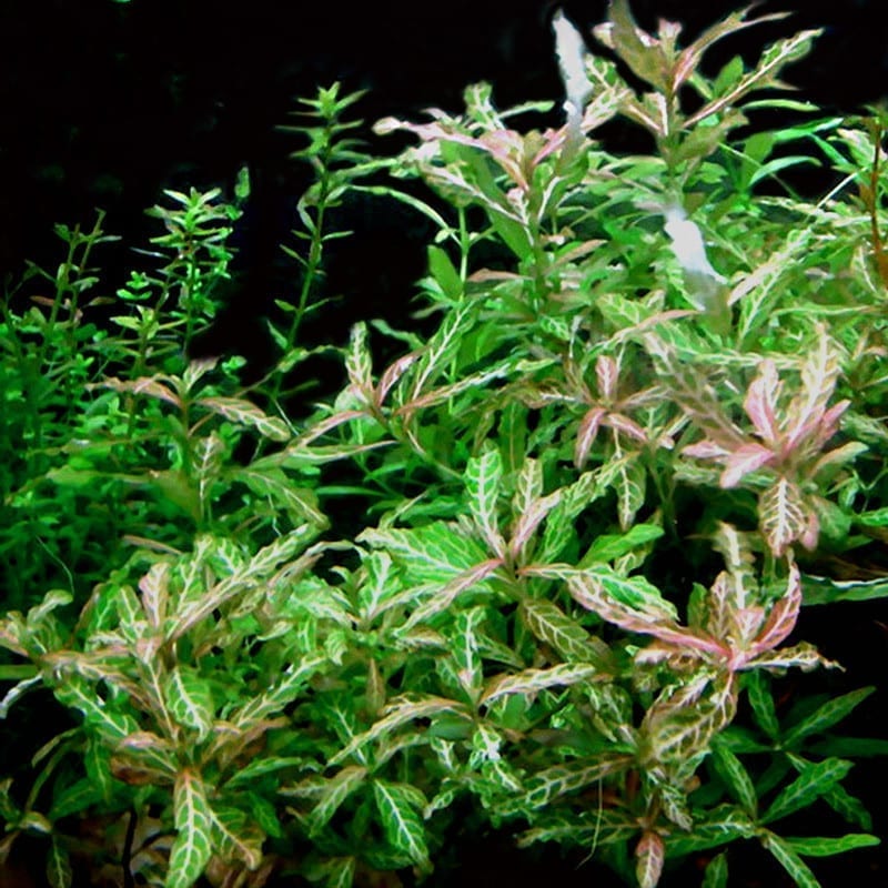 ハイグロフィラ・ポリスペルマ (Hygrophila polysperma)