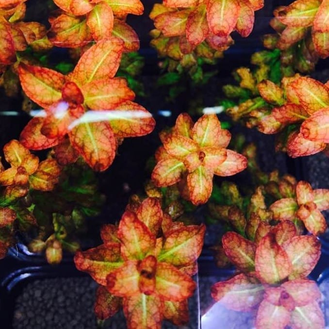 ルドウィジア セネガルエンシス  (Ludwigia senegalensis)