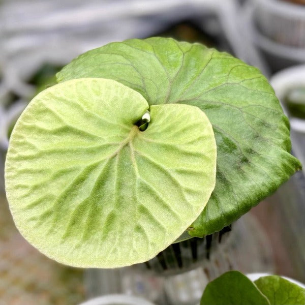 亞洲猴腦鹿角蕨（Platycerium ridleyi）