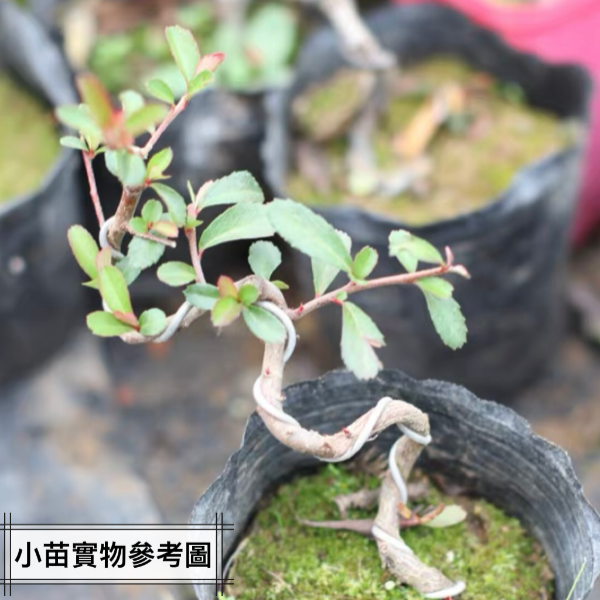 日本紅果火棘 Pyracantha angustifolia