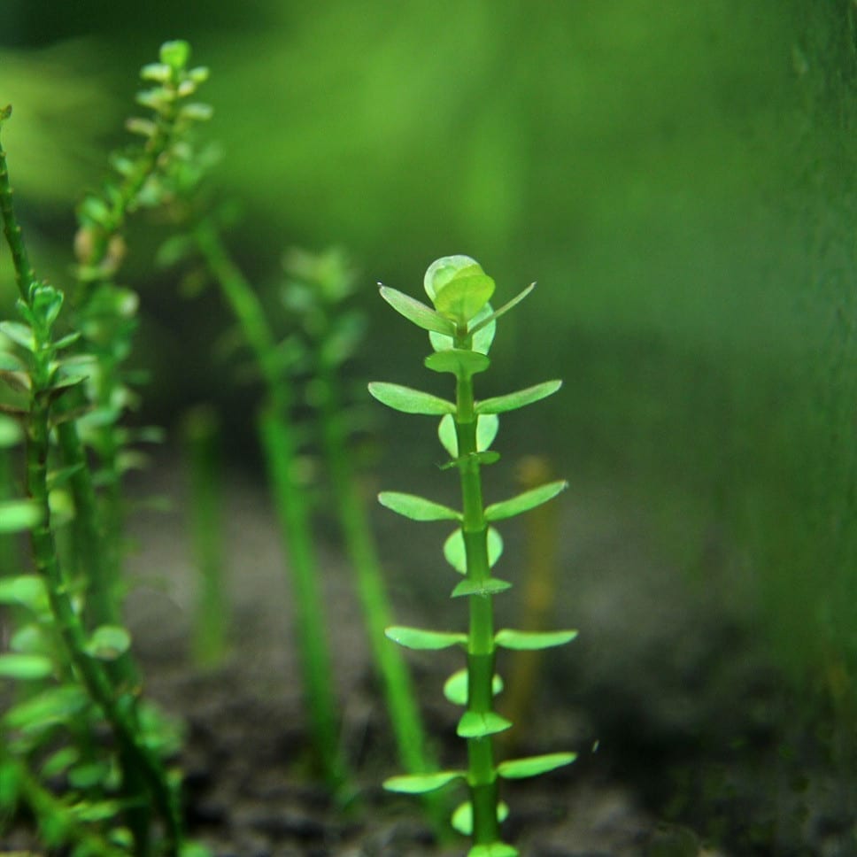 キカシグサ(Rotala indica) x 3 本