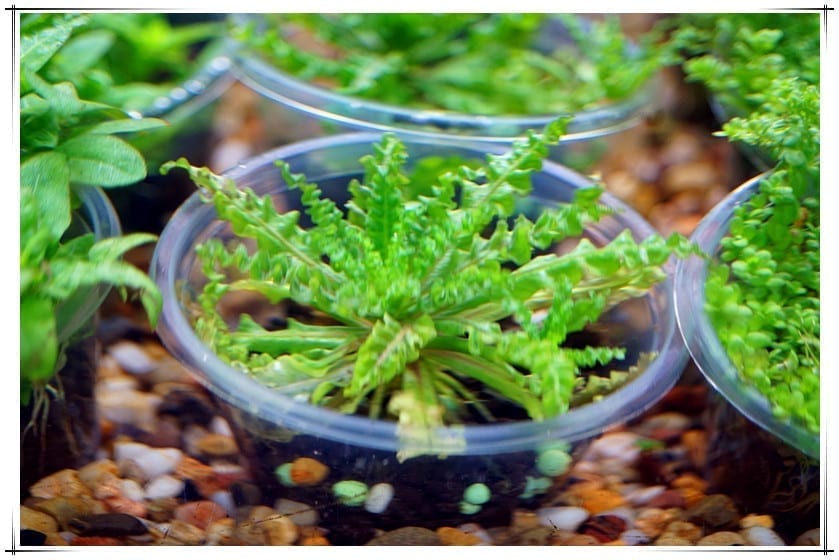 ポゴステモン・へェルフェリー( Pogostemon helferi )