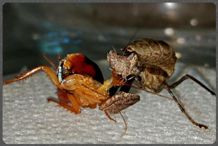 サツマヒメカマキリ