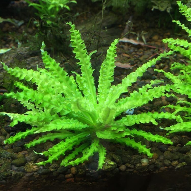 ポゴステモン・へェルフェリー( Pogostemon helferi )