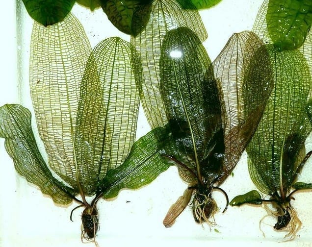 マダガスカル・レースプラント(Aponogeton madagascariensis)