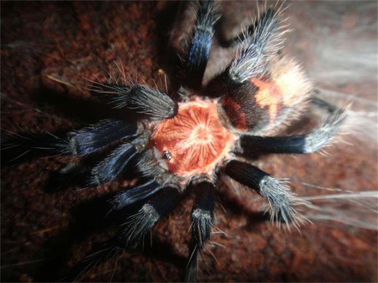 コスタリカ虎尻タランチュラ