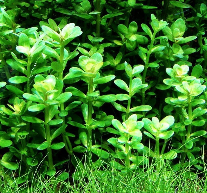 キカシグサ(Rotala indica) x 3 本
