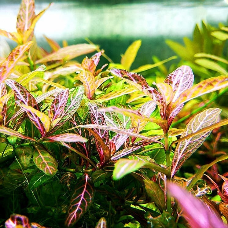 ハイグロフィラ・ポリスペルマ (Hygrophila polysperma)