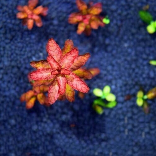 ルドウィジア セネガルエンシス  (Ludwigia senegalensis)