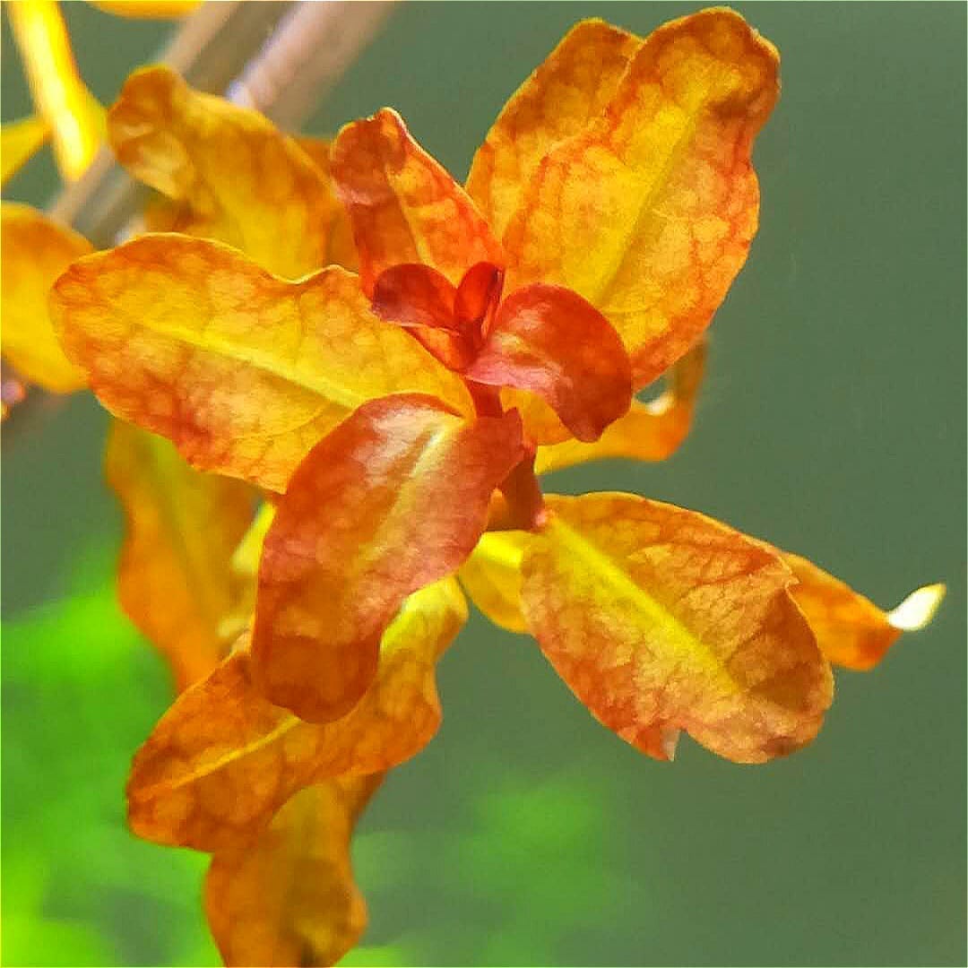 ルドウィジア セネガルエンシス  (Ludwigia senegalensis)