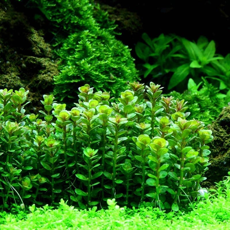 キカシグサ(Rotala indica) x 3 本