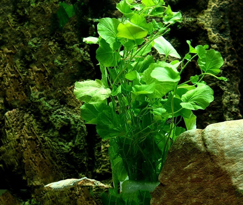 ミズタガラシ(Cardamine lyrata)