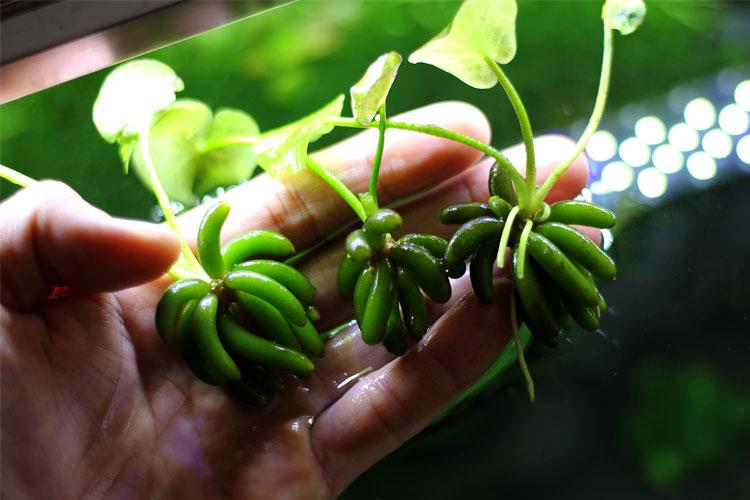 バナナプラント (Nymphoides aquatica)
