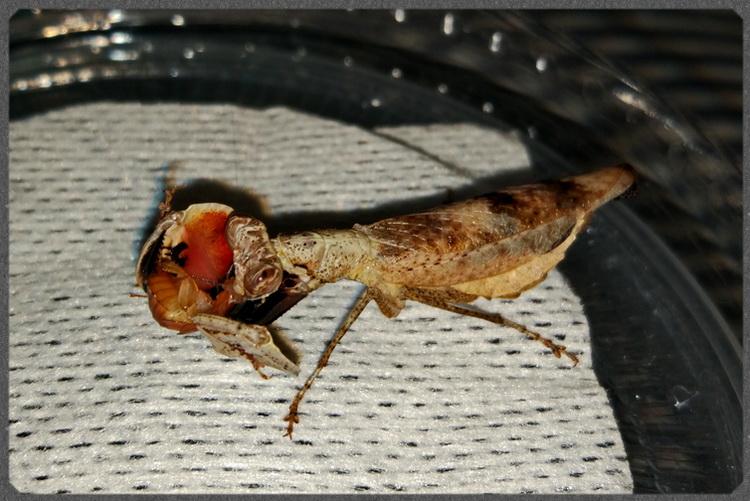 サツマヒメカマキリ
