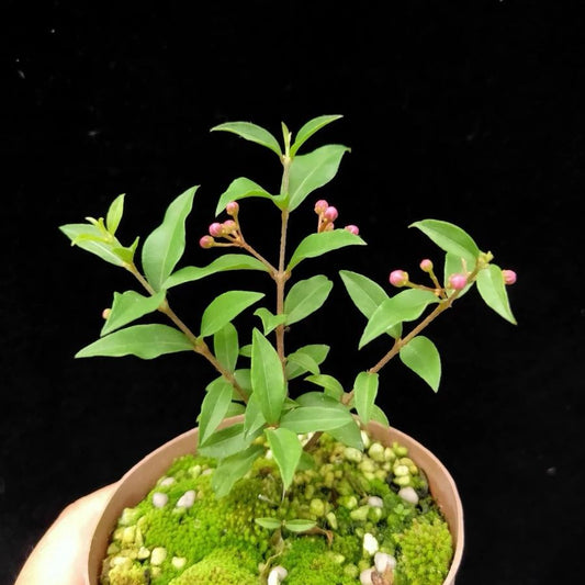 アセロラ盆栽Acerola cherry（Malpighia emarginata）