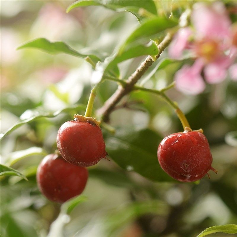 アセロラ盆栽Acerola cherry（Malpighia emarginata）